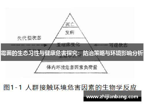 霉菌的生态习性与健康危害探究：防治策略与环境影响分析